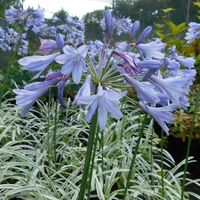 Agapanthus  'Silver Moon'